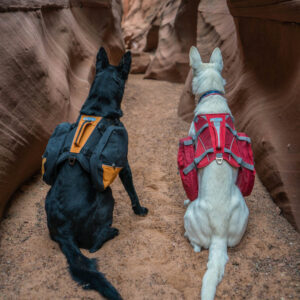 Kurgo Baxter Sac à Dos pour Chien